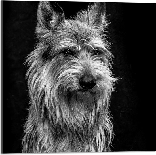 WallClassics - Acrylglas - Oude Wijze Hond - 50x50 cm Foto op Acrylglas (Met Ophangsysteem)