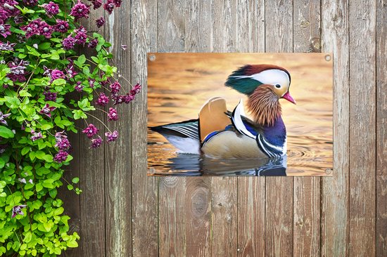 Canard mandarin dans l'eau dans le jardin d'automne affiche toile en vrac 60x40 cm - petit - toile de jardin / toile d'extérieur / Peintures pour l'extérieur (décoration de jardin)