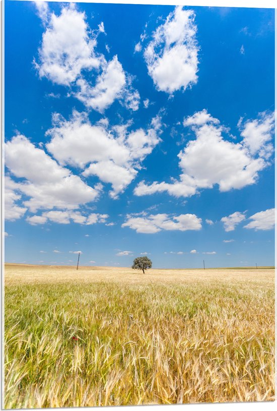 WallClassics - Acrylglas - Witte Schapenwolken boven Graslandschap - 60x90 cm Foto op Acrylglas (Met Ophangsysteem)