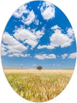 WallClassics - PVC Schuimplaat Ovaal - Witte Schapenwolken boven Graslandschap - 60x80 cm Foto op Ovaal  (Met Ophangsysteem)