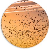 WallClassics - Dibond Muurcirkel - Heel veel Vogels in de Lucht met Zonsondergang - 80x80 cm Foto op Aluminium Muurcirkel (met ophangsysteem)