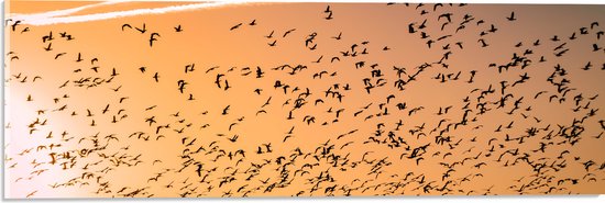 WallClassics - Acrylglas - Heel veel Vogels in de Lucht met Zonsondergang - 60x20 cm Foto op Acrylglas (Wanddecoratie op Acrylaat)