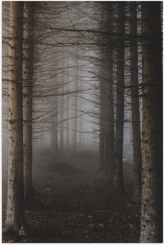 WallClassics - Poster (Mat) - Mist tussen Hoge Witte Bomen - 60x90 cm Foto op Posterpapier met een Matte look