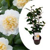 Plant in a Box - Camellia japonica Brushfield's Yellow - Japanse roos - Camellia plant winterhard - Pot 15cm - Hoogte 50-60cm