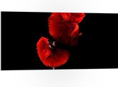 WallClassics - PVC Schuimplaat - Danser met Rode Jurk en Vis - 100x50 cm Foto op PVC Schuimplaat (Met Ophangsysteem)