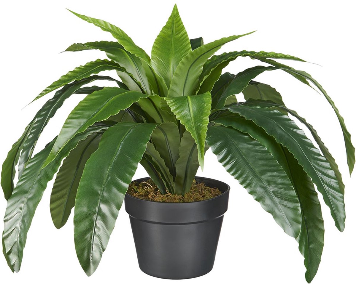HTT Decorations Kunstplant Asplenium/Varen H40cm - HTT Decorations kunstplanten Groen