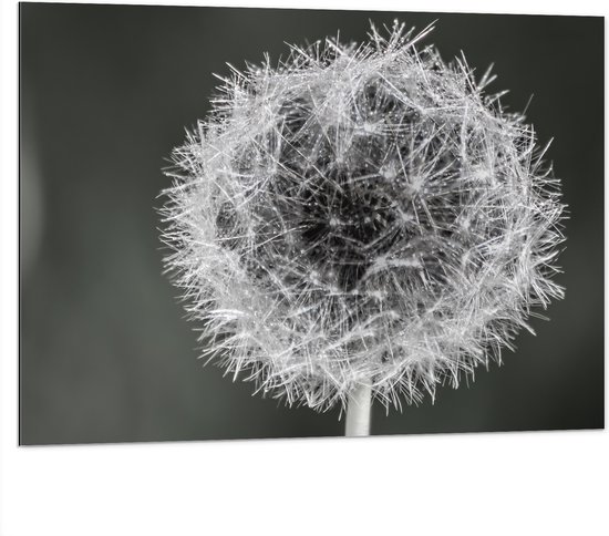 WallClassics - Dibond - Mooie Paardenbloem (zwart/wit) - 100x75 cm Foto op Aluminium (Met Ophangsysteem)