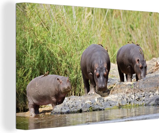 Canvas Schilderij Nijlpaarden - Water - Zuid-Afrika - 120x80 cm - Wanddecoratie