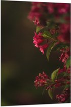 WallClassics - Drapeau - Fleurs Roses - 80x120 cm Photo sur Drapeau Polyester