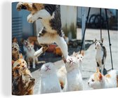 Canvas Schilderij Komische kat die over andere katten heen springt - 60x40 cm - Wanddecoratie