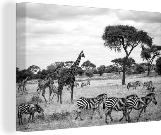 Canvas Schilderij Giraffen en Zebras samen op de savannes van het Nationaal park Serengeti - zwart wit - 90x60 cm - Wanddecoratie