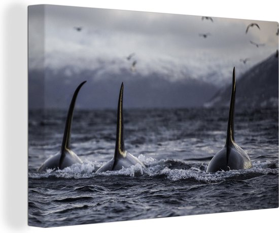 Canvas Schilderij Drie orkas - 90x60 cm - Wanddecoratie