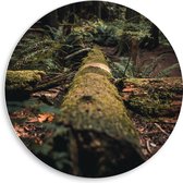 WallClassics - Cercle mural en panneau de mousse PVC - Arbre tombé - Photo 50 x 50 cm sur cercle mural (avec système de suspension)
