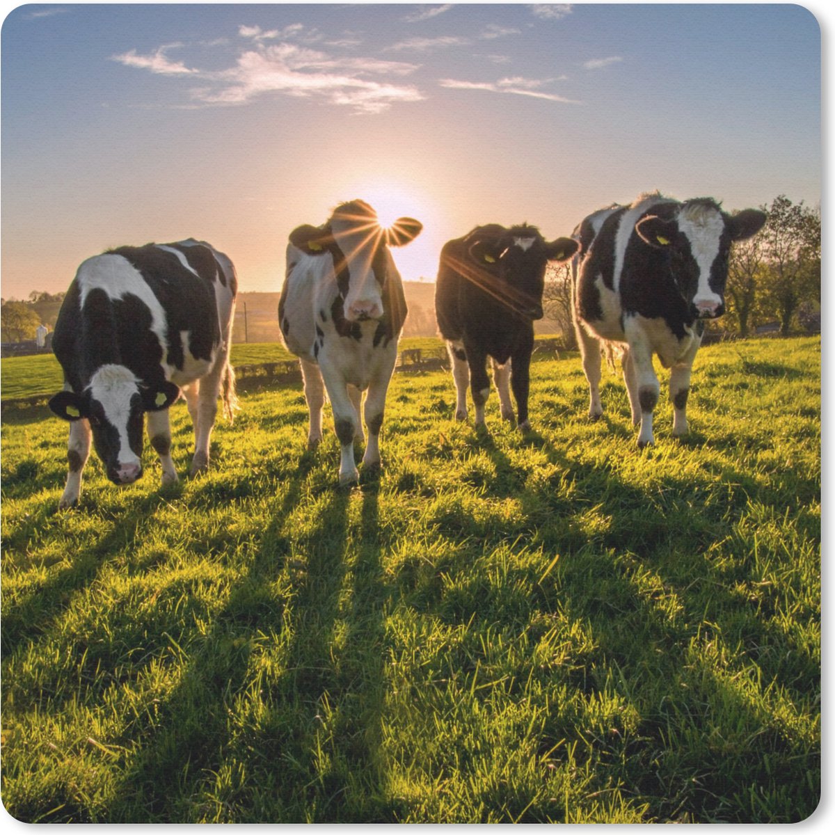 Muismat 30x30 cm - Mousepad Koeien - Zon - Gras - Dieren - Boerderij - Muismatten