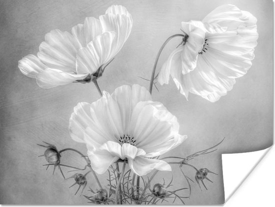 Poster Stilleven - Bloemen - Zwart wit - Klaproos - Botanisch - 120x90 cm
