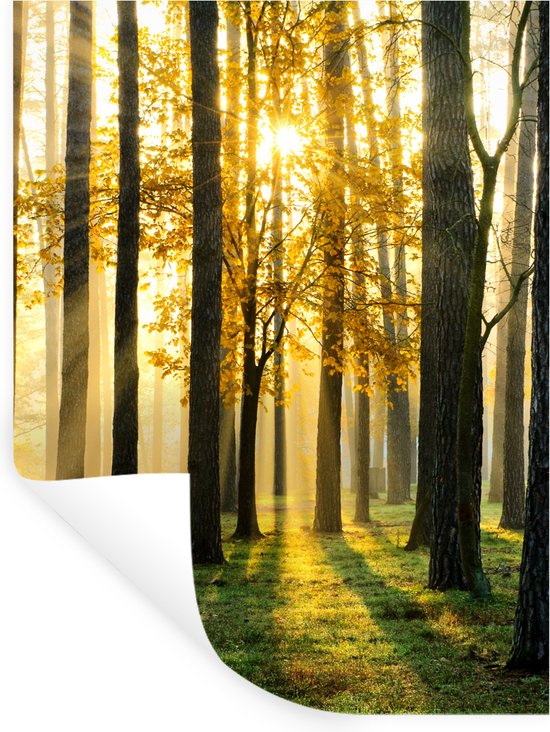 Stickers muraux - Sticker Foil - Forêt - Soleil - Arbres - Herbe - Paysage - Nature - 90x120 cm - Film Adhésif - Stickers muraux Chambre Enfant - Papier Peint Auto Adhésif