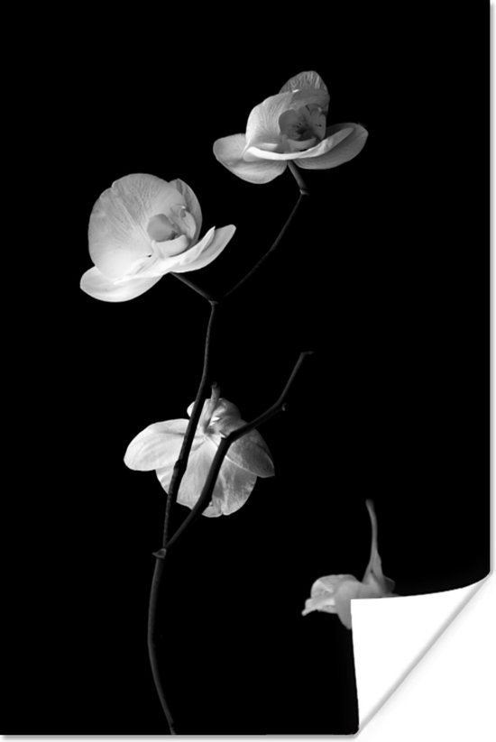 Poster Orchidee - Bloemen - Zwart - Wit - Stilleven - 20x30 cm