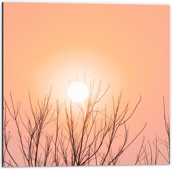 WallClassics - Dibond - Roze Lucht en Zon bij Boomtoppen - 50x50 cm Foto op Aluminium (Met Ophangsysteem)