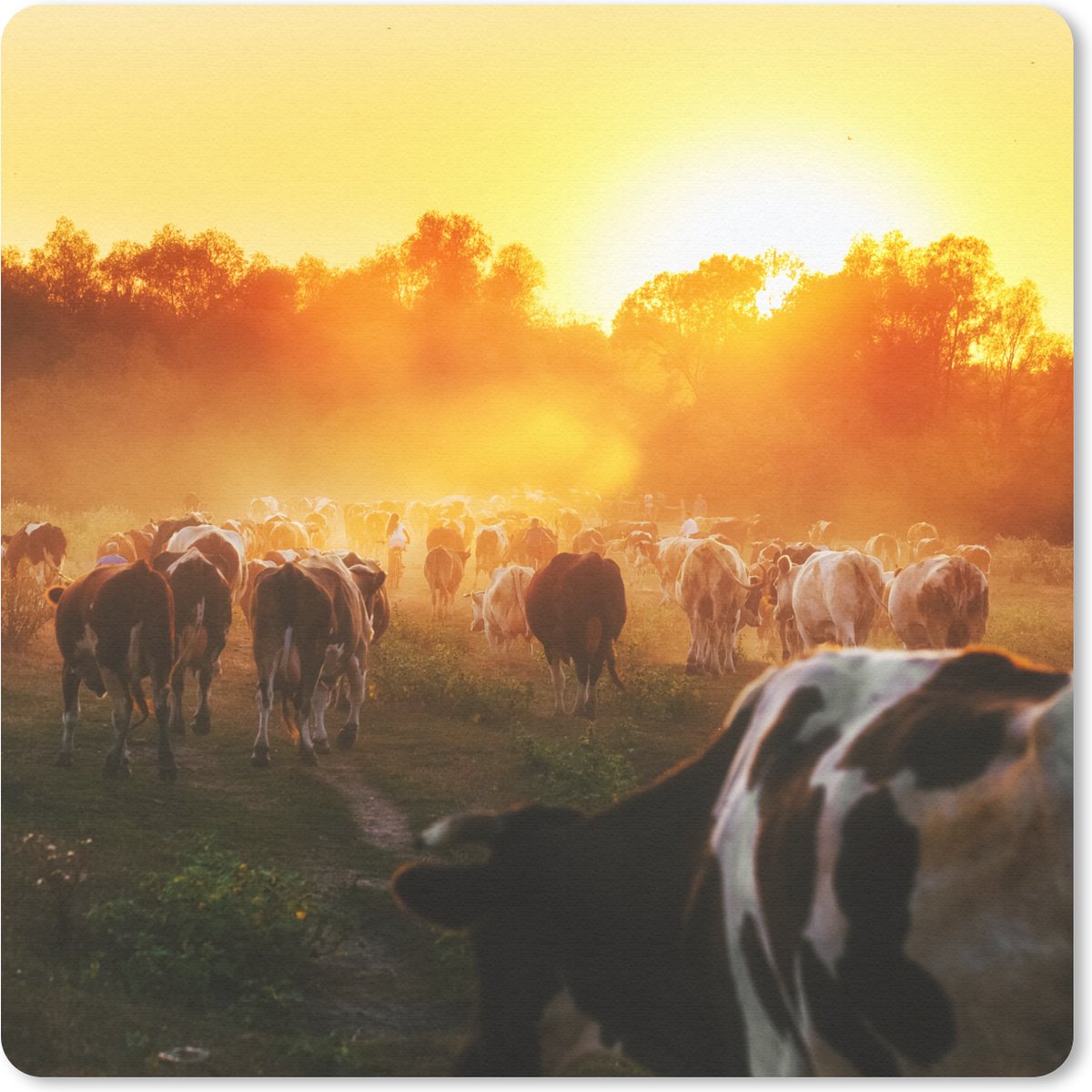 Muismat 20x20 cm - Mousepad Koeien - Zonsondergang - Weiland - Dieren - Muismatten