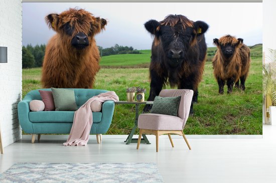Papier peint vinyle - Trois veaux Highlander écossais largeur 535 cm x hauteur 300 cm - Tirage photo sur papier peint (disponible en 7 tailles)