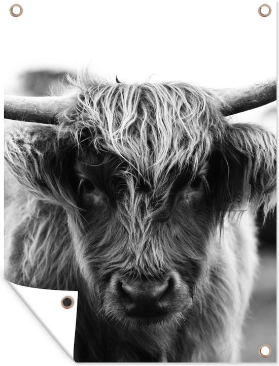 Tuinposter 60x80 cm - Tuindecoratie Schotse Hooglander - Koe - Gras - Dieren - Natuur - Poster voor in de tuin - Buiten decoratie - Schutting tuinschilderij - Tuindoek muurdecoratie - Wanddecoratie balkondoek