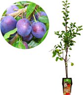 Prunus domestica ‘Opal’ pruimenboom, 5766 onderstam, 5 liter pot