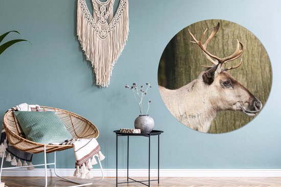 Gros plan d'un renne contre un arbre Assiette en plastique cercle mural ⌀ 140 cm