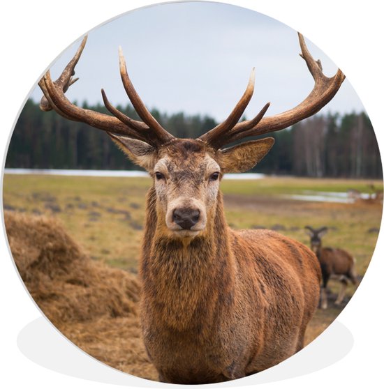 WallCircle - Wandcirkel ⌀ 60 - Herten - Natuur - Weiland - Ronde schilderijen woonkamer - Wandbord rond - Muurdecoratie cirkel - Kamer decoratie binnen - Wanddecoratie muurcirkel - Woonaccessoires