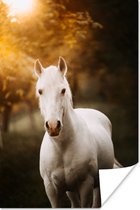 Poster Paard - Licht - Zon - 20x30 cm