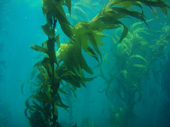 psychologie Momentum hervorming Gedroogde kelp 100 gram - Gedroogd zeewier - Minerala Aqua Botanicals |  bol.com