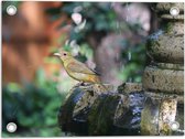 WallClassics - Tuinposter – Gele Tangare Vogel bij een Fontein - 40x30 cm Foto op Tuinposter  (wanddecoratie voor buiten en binnen)