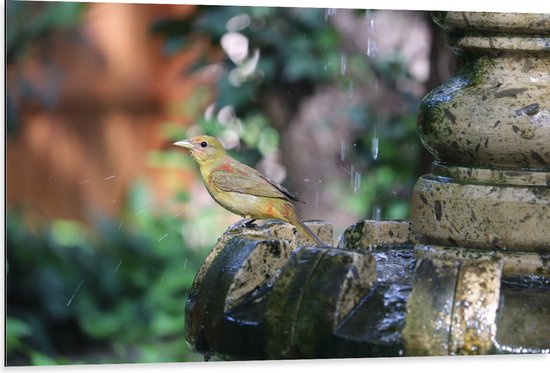 WallClassics - Dibond - Gele Tangare Vogel bij een Fontein - 105x70 cm Foto op Aluminium (Met Ophangsysteem)