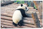 WallClassics - Tuinposter – Kleine Panda Oefent met Klimmen - 60x40 cm Foto op Tuinposter  (wanddecoratie voor buiten en binnen)