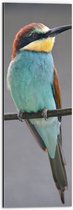 WallClassics - Dibond - Kleurrijke Bijeneter Vogel - 20x60 cm Foto op Aluminium (Met Ophangsysteem)