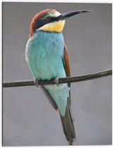 WallClassics - Dibond - Kleurrijke Bijeneter Vogel - 60x80 cm Foto op Aluminium (Met Ophangsysteem)