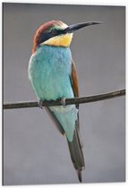 WallClassics - Dibond - Kleurrijke Bijeneter Vogel - 60x90 cm Foto op Aluminium (Met Ophangsysteem)