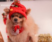 Kerstpak voor je kleine hond of kat - Maat S- muts en sjaal- kerstcadeau- hondenkleding- huisdier- feestdagen