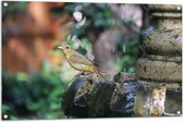 WallClassics - Tuinposter – Gele Tangare Vogel bij een Fontein - 105x70 cm Foto op Tuinposter  (wanddecoratie voor buiten en binnen)