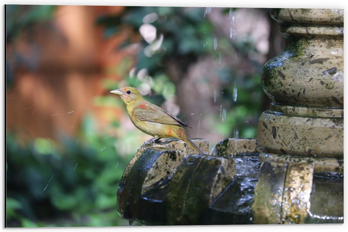 Dibond - Gele Tangare Vogel bij een Fontein - 60x40 cm Foto op Aluminium (Met Ophangsystee
