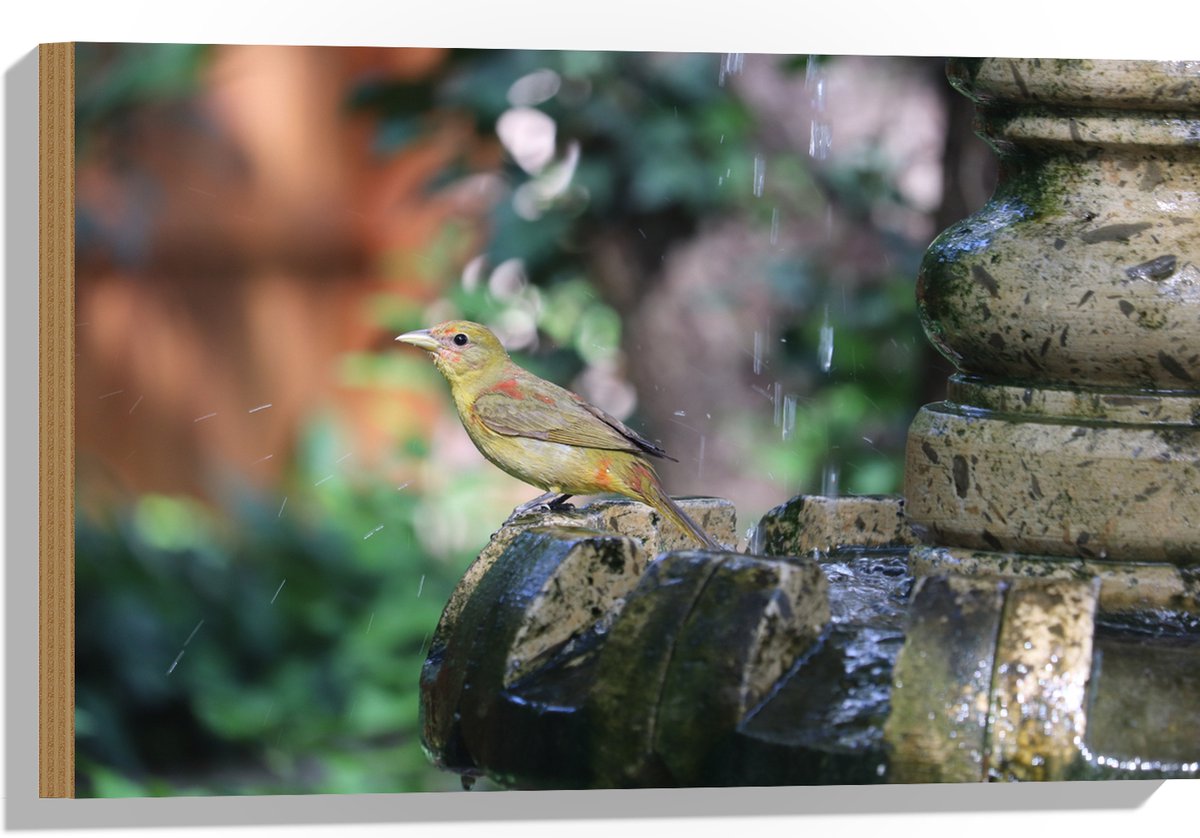 Hout - Gele Tangare Vogel bij een Fontein - 60x40 cm - 12 mm dik - Foto op Hout (Met Ophan