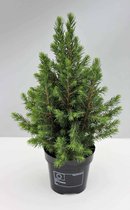 2x Picea glauca ‘Conica’ – Canadese spar in 3 liter potten