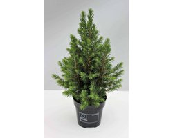 Picea glauca Conica - Set van 2 - Canadese spar - Pot 3 liter - Wintergroen