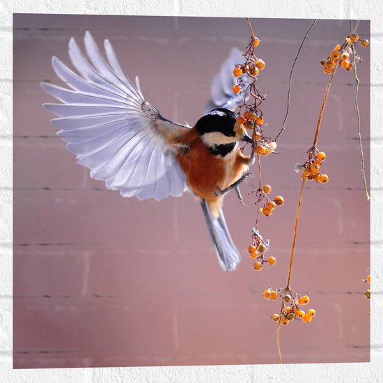 WallClassics - Muursticker - Klein Vogeltje Eet Besjes tijdens het Vliegen - 50x50 cm Foto op Muursticker