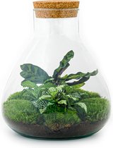 Terrarium - Sammie - ↑ 26 cm - Ecosysteem plant - Kamerplanten - DIY planten terrarium - Mini ecosysteem