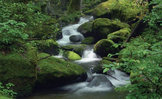 Photomural vert, revêtement mural