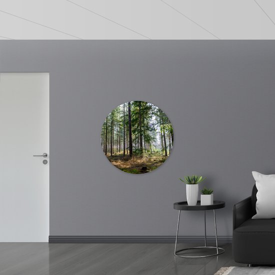 WallClassics - Muursticker Cercle - Grands Pins dans la forêt - 90x90 cm Photo sur Muursticker