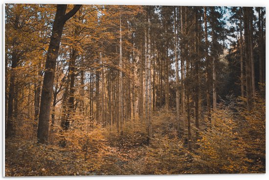 WallClassics - PVC Schuimplaat- Bos in de Herfst - 60x40 cm Foto op PVC Schuimplaat