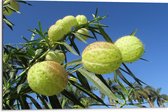 WallClassics - Dibond - Asclepias physocarpa Plant - 75x50 cm Foto op Aluminium (Wanddecoratie van metaal)