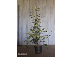 Krentenboom Pot 80-100 Cm