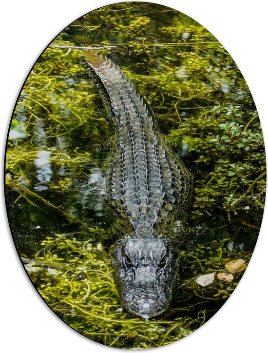 WallClassics - Dibond Ovaal - Alligator tussen Moswater - 42x56 cm Foto op Ovaal (Met Ophangsysteem)